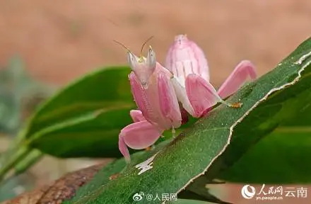 罕见的兰花螳螂
