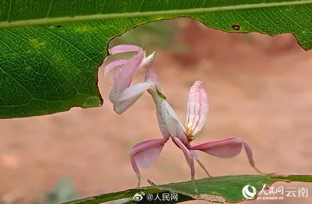 罕见的兰花螳螂